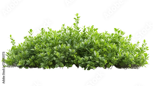 Clean and vibrant shrub isolated on white for easy integration. Download the PNG file for a clutter-free and professional look.