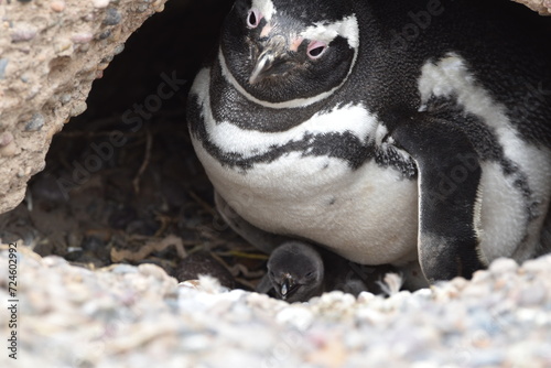 Pingouin de Magellan : la maman et son bébé