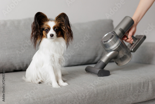 close up of cute papillon dog sitting on the sofa and woman cleaning sofa with vacuum cleaner