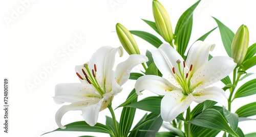 white lilies are on white against a white background