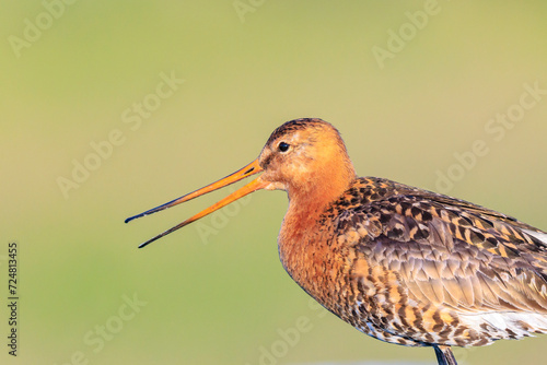 Black-tailed godwit Limosa Limosa foraging in a green meadow