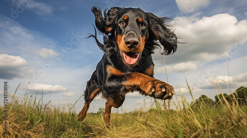 dog, Gordon Setter running on a grass 