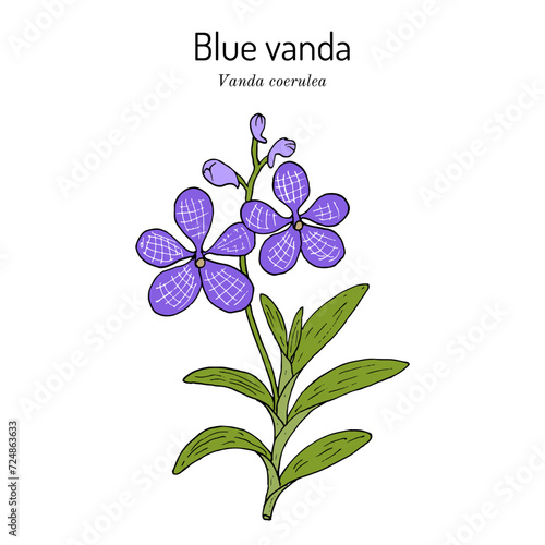 Blue vanda or autumn ladys tresses (Vanda coerulea), medicinal plant