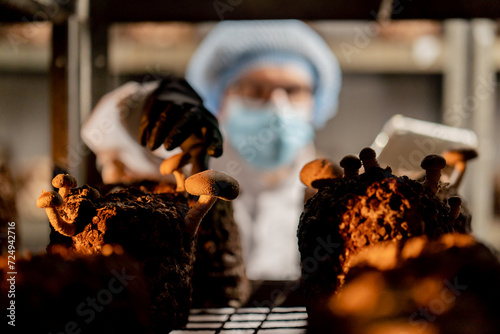 Masked mycologist from mushroom farm grows shiitake mushrooms Scientist examines checks mushrooms