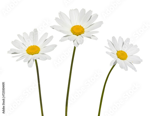 Anthemis blanche 