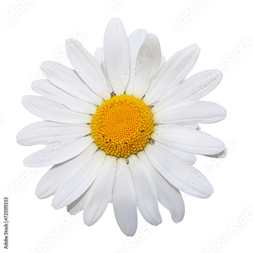 White chamomile isolated on white background with clipping path
