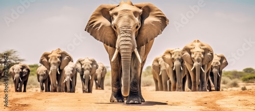 a herd of elephants walking in the middle of the savanna