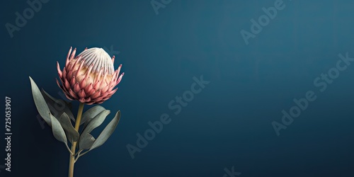 Minimal floral concept poster featuring a close-up of a dark blue background with a dry Protea flower.