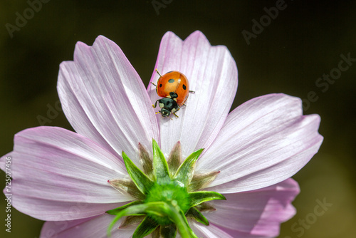 Little ladybug on daisy