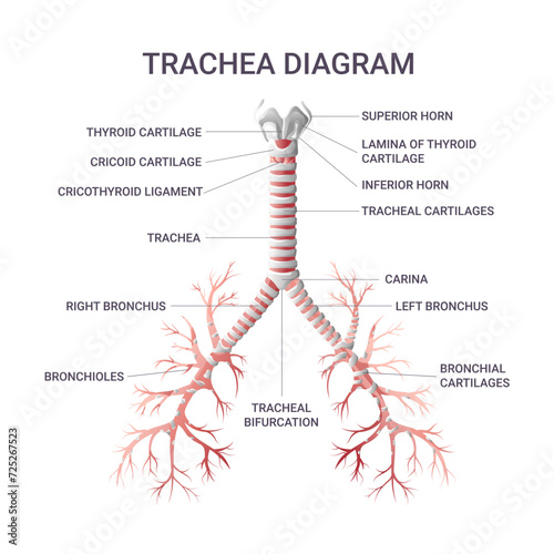 Trachea educational infographic vector illustration