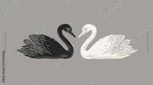 White and black swan. Wild waterfowl on a gray background. Two graceful swans in the style of a linocut print. A beautiful bird - a symbol of strong love and romance.