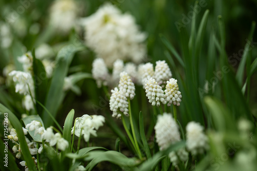 białe szafirki w ogrodzie, white sapphires, Muscari 