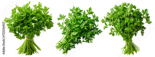 Parsley isolated on transparent background cutout