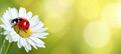 Ladybug on white flower, minimalistic spring background, abstract modern design, copy space for text