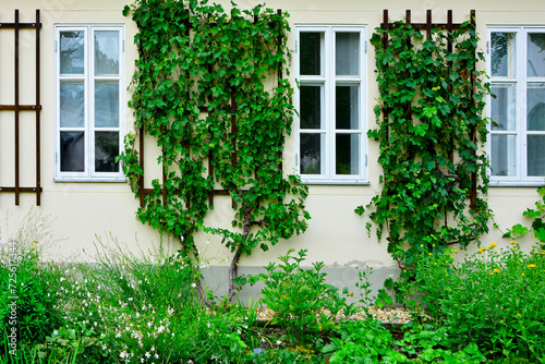 Winorośl właściwa (Vitis vinifera), winorośl na białej ścianie domu między oknami, vine on the wall of the house 