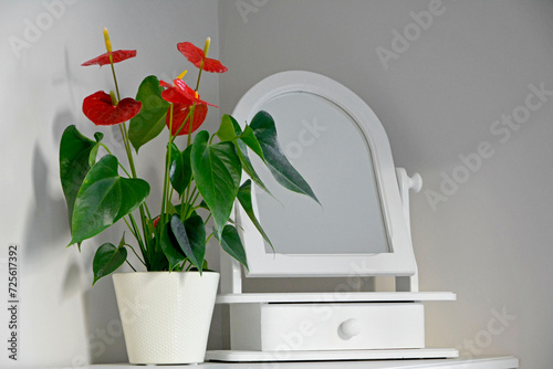 czerwone anturium w doniczce obok lustra na białej komodzie, anturium w doniczce na białe komodzie, red anthurium in a pot on a white chest of drawers, Anthurium flower on chest of drawers near mirror