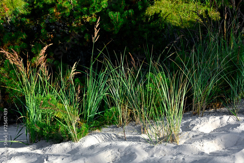 Wydmuchrzyca piaskowa,trawy na piaszczystej wydmie, Leymus arenarius, grass on sand dune, sea lyme grass at a coastal protection dune,Clusters of beach grass or sand ryegrass Leymus growing on dune 