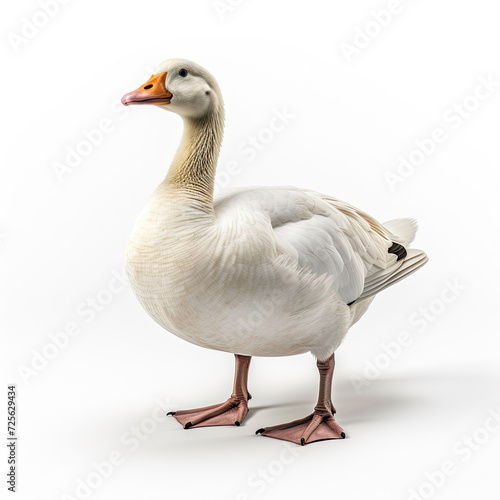 Whole body of white goose swan isolated on white background created with Generative AI Technology