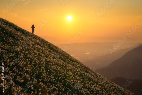 Blossom of white daffodil flowers on Golica, Slovenia, Karavanke mountains. Amazing spring landscape with flowering slope, stunning alpine peaks, rising sun and clouds, outdoor travel background
