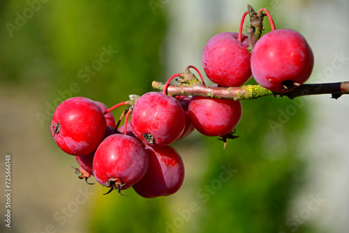 czerwone rajskie jabłuszka, owoce jabłoni ozdobnej na zielonym tle, Malus, red paradise apples, fruit of the ornamental apple tree 