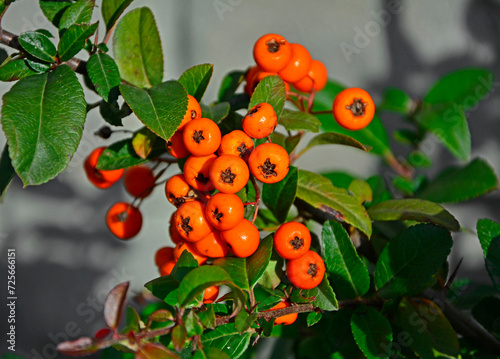 Ognik szkarłatny Orange Glow, pomarańczowe owoce ognika na gałęzi, Pyracantha coccinea,, scarlet firethorn Orange Glow variety, orange red firethorn fruits on a branch, Ripe orange firethorn berries