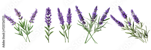 Set of a lavender flower stems with leaves isolated cutout on a Transparent Background