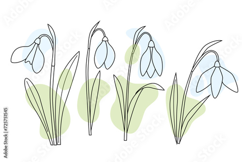 Snowdrop flowers set, first spring flowers in bloom. White flower with green leaves. line art vector illustration, outline style with abstract colorful shapes.
