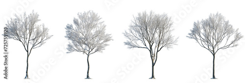 Set of street medium winter various snowed trees frontal isolated png on a transparent background perfectly cutout sunny weather