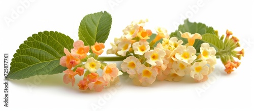 White background isolated flower head of Lantana.