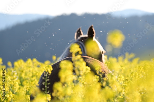 Insektenplage. Schönes Pferd frei zwischen gelben Blumen auf einer Wiese wird von Insekten attackiert.