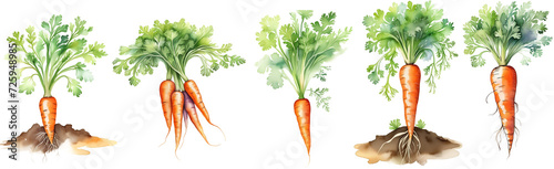 Watercolor carrots collection. Orange raw vegetables isolated on transparent png background. Cutout mix of Ai generated illustrations.