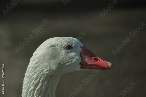 Patos en zoologico sobre el agua 