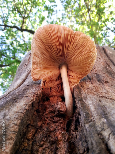 Close-up of the underside of a wild mushroom growing out of a tree stump in the forest.