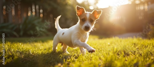 Adorable pedigreed Smooth Fox Terrier happily playing in the sunny backyard.