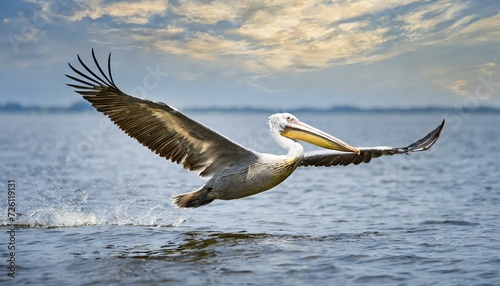 pelican flying over the ocean
