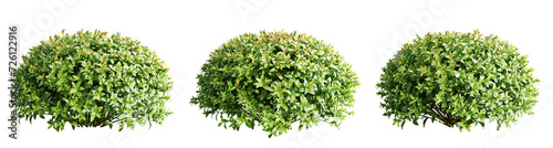 Spiraea japonica,Realistic flowery shrub row foreground cutout isolate transparent background.3d rendering PNG