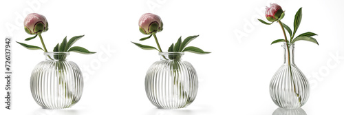 Collection of identical pink peony buds in clear, vertically-striped vases on a white background, symbolizing simplicity and elegance in home decor