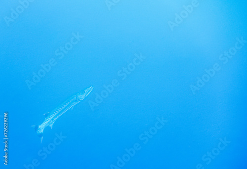 giant barracuda in blue water during diving