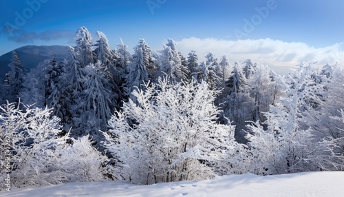 Trees covered with hoarfrost and snow in the mountains