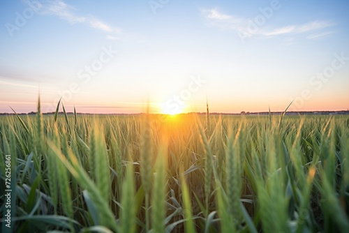 summer solstice sun setting over an expanse of wheat fields