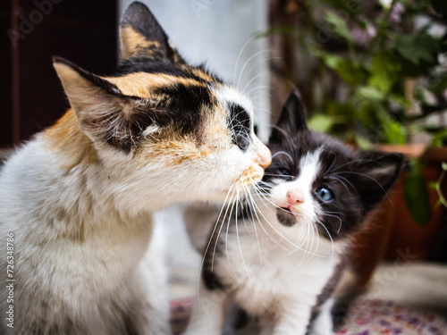 mother cat caressing its infant baby kitten. the motherly love and affection between two felines is symbolized.