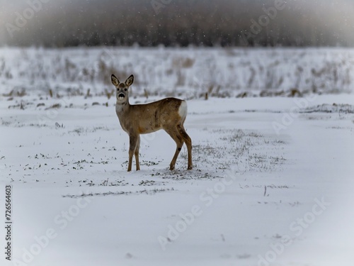 Roe deer (Capreolus capreolus) in winter.