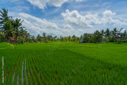 rice fields in indonesia, bali