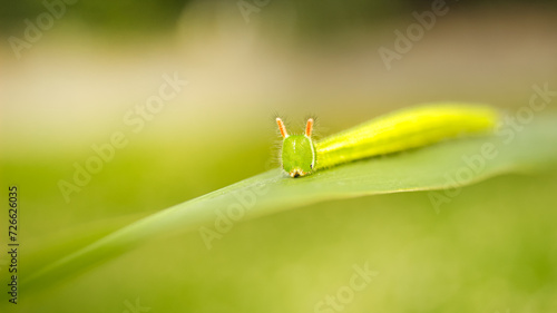 Melanitis leda – Common Evening Brown caterpillar