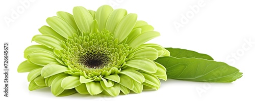 green gerber daisy