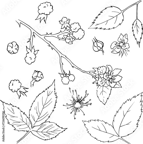 Set of blackberry bush plant elements. Berries, flowers, branches and leaves for the design of jams, cosmetics, cards and other designs. Vector image for printing on dishes, clothes, toys, etc. Vector