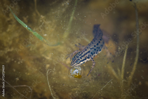 Common Newt (Lissotriton vulgaris) swimming underwater, spotted pattern.