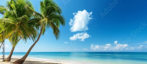 Tropical seaside with palm trees and blue sky in summer.