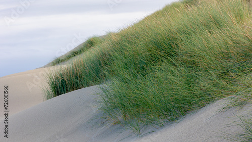 White sand beach at north sea coast, European marram grass (beach grass) on the dune, Ammophila arenaria is a species of grass in the family Poaceae, Dutch Wadden Sea island, Terschelling, Netherlands