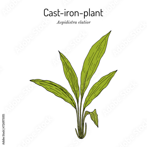 Cast-iron-plant or bar-room-plant (Aspidistra elatior), medicinal plant